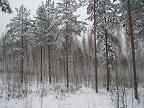 Поездка по северной Европе самостоятельно: фотография зимней Финляндии