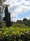 Виды виноградников в долине Луары: красивые картинки из Франции
