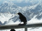 Снимки из самостоятельной поездки на Цугшпитце: альпийская фауна