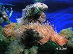 Красивые картинки экзотических рыб: монакский аквариум фотографии
