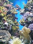 Самостоятельная поездка в Монако: кораллы в океанариуме фотография