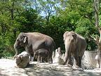Достопримечательности Цюриха: фото слонов из зоопарка