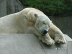 Фотографии, сделанные в Баварии: медведь из мюнхенского зоопарка